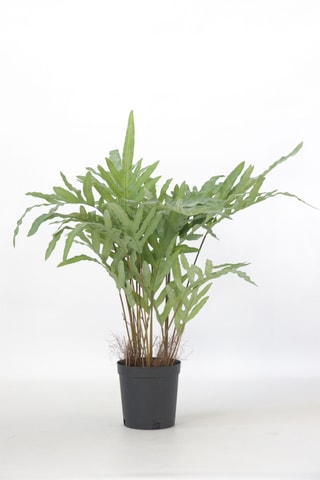 Fougère artificiel - Vert - 80 cm