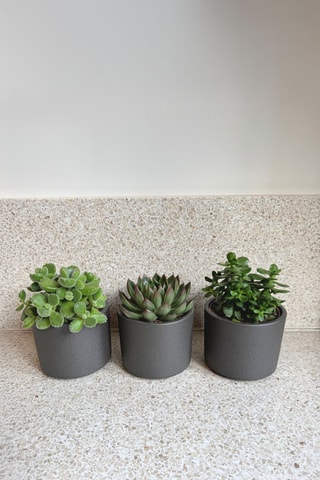 3 succulents - 15 à 20 cm - Coloris aléatoire