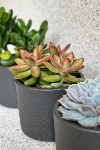 3 succulents - 15 à 20 cm - Coloris aléatoire