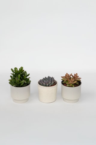 3 succulents - 15 à 20 cm - Coloris aléatoire