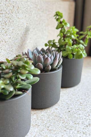 3 succulents - 15 à 20 cm - Coloris aléatoire