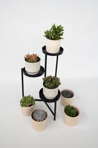 3 succulents - 15 à 20 cm - Coloris aléatoire