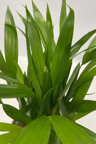 5 plantes purificatrices d'air - 25 à 40 cm