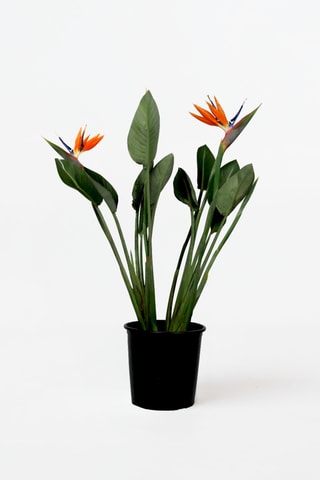 Strelitzia Reginea - 70 à 100 cm