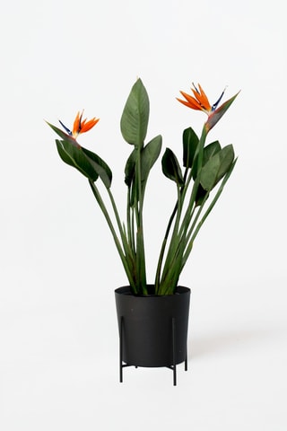 Strelitzia Reginea - 70 à 100 cm
