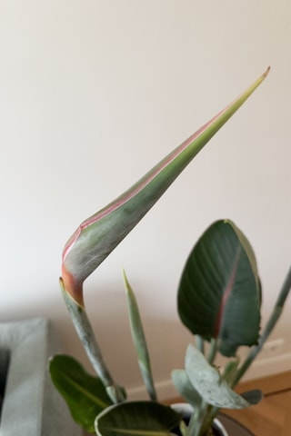 Strelitzia Reginea - 70 à 100 cm