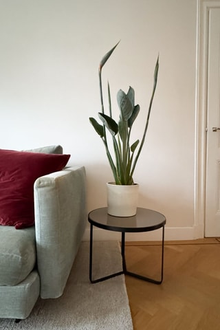 Strelitzia Reginea - 70 à 100 cm