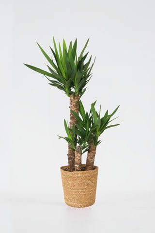 Yucca elephantipes XL - 70 à 80 cm