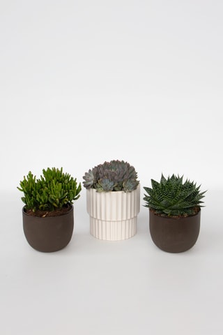 3 succulents - 30 à 35 cm - Coloris aléatoire