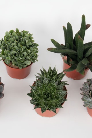 3 succulents - 30 à 35 cm - Coloris aléatoire