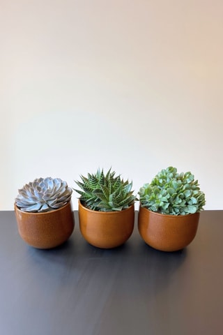 3 succulents - 30 à 35 cm - Coloris aléatoire