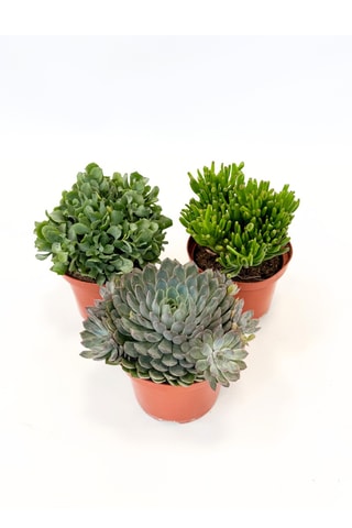 3 succulents - 30 à 35 cm - Coloris aléatoire