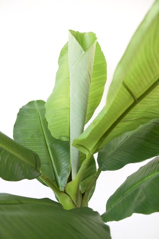 Bananier Musa artificiel - Vert - 150 cm