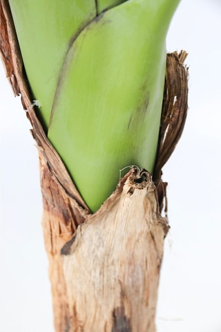 Bananier Musa artificiel - Vert - 150 cm