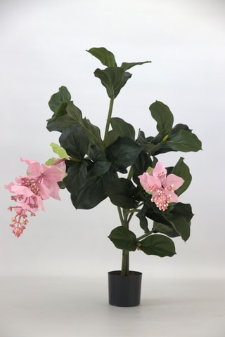 Medinilla artificiel - Rose - 85 cm