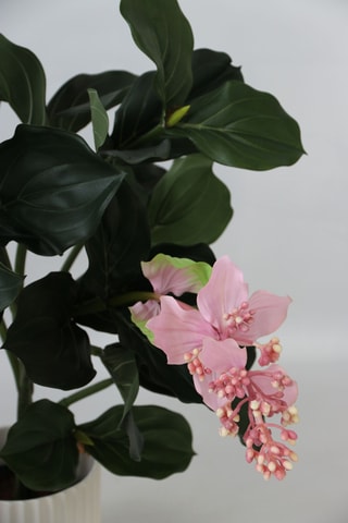 Medinilla artificiel - Rose - 85 cm
