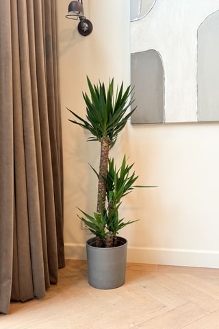 Yucca Elephantipes XL - 130 cm