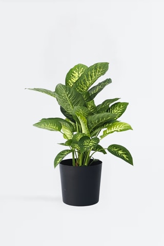 Dieffenbachia Tropic - 70 à 80 cm
