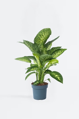 Dieffenbachia Tropic - 70 à 80 cm