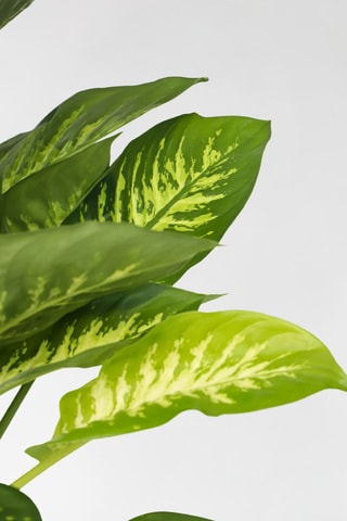 Dieffenbachia Tropic - 70 à 80 cm
