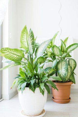 Dieffenbachia Tropic - 70 à 80 cm
