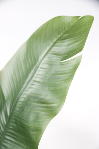 Strelitzia artificiel - vert - 160 cm