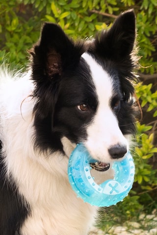 Juguete para morder congelable - 
12 x 12 cm - Azul