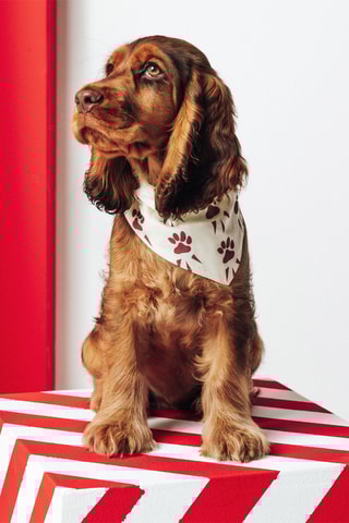 Bandana pour chien - Ecru