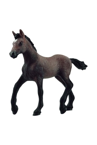 Poulain Paso Péruvien Horse Club - Dès 5 ans