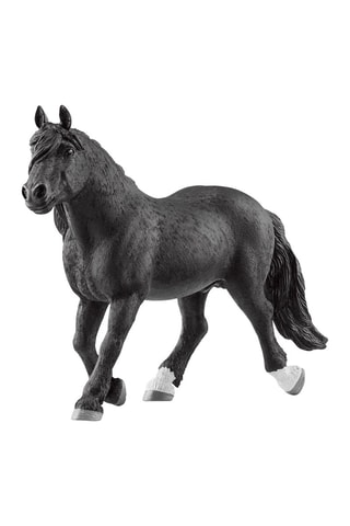 Étalon Noriker - Dès 3 ans