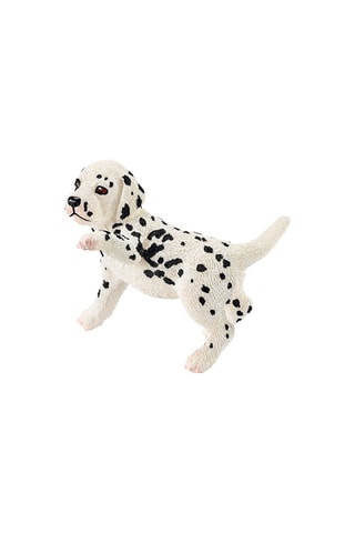 Chiot dalmatien - Dès 3 ans