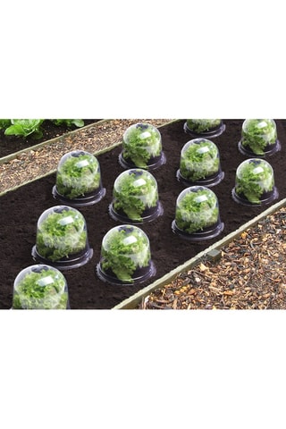 12 cloches à salade