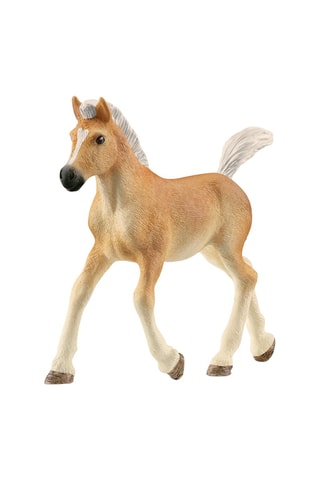 Potro Haflinger - Desde 5 años