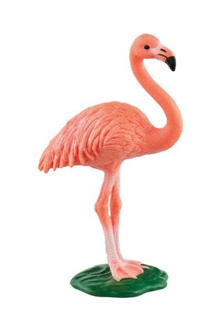 Flamenco Wild Life Desde 3 años