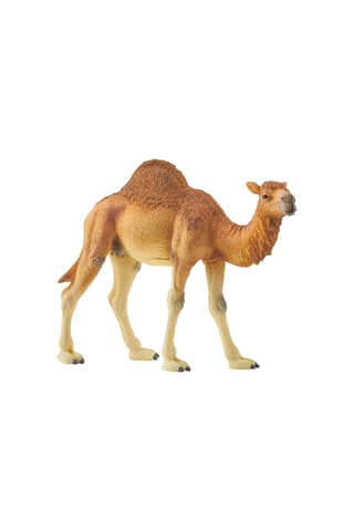 Dromedario Wild Life Desde 3 años