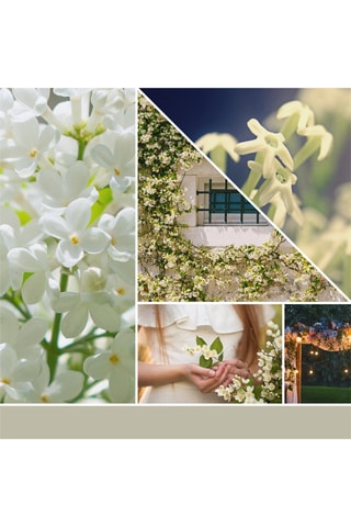 Vela perfumada Signature - Jasmin de minuit 5 mèches