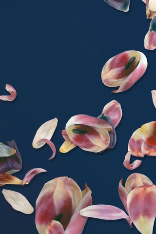 2 taies d'oreiller en satin de coton 200 fils/cm² Aurore - Bleu marine et rose