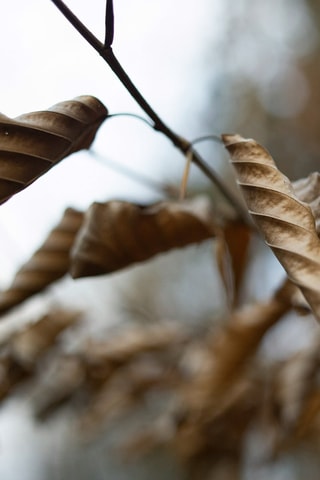 Capa de edredão em percal de algodão 79 fios/cm² Xaló - Branco