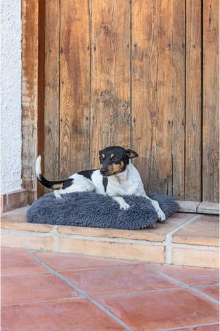 Coussin pour chien - 50 x 35 x 6 cm