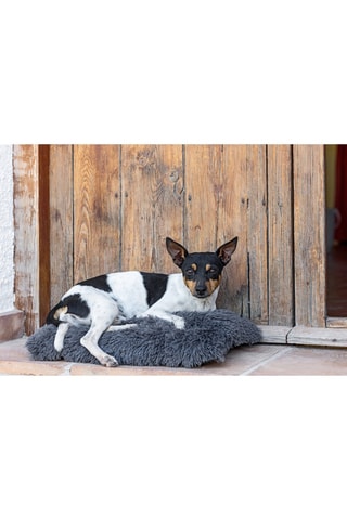 Coussin pour chien - 50 x 35 x 6 cm