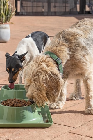 Gamelle - 33,5 x 33,5 x 8,5 cm