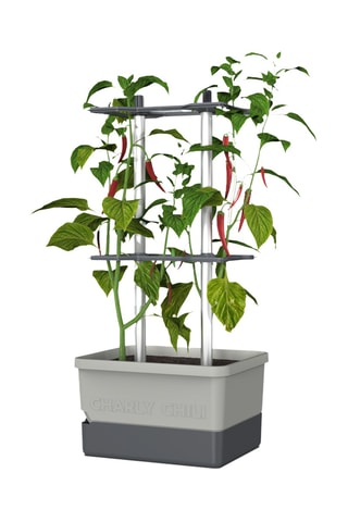 Set Zaaigoed - Peper