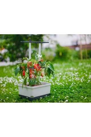 Set Zaaigoed - Peper