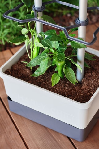 Set Zaaigoed - Peper