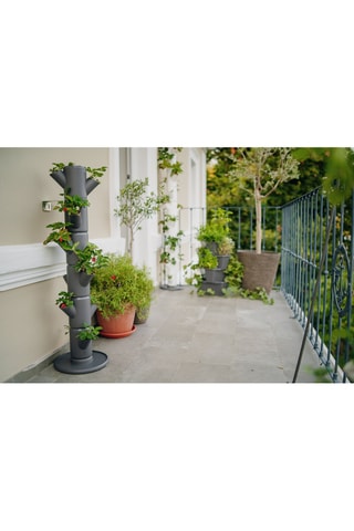 Set Zaaigoed - Aardbeien - 6 hoogtes.