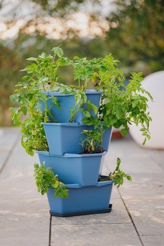 Plantentoren - Aardappels - 4 hoogtes.