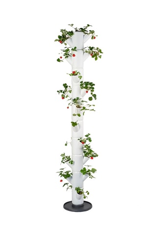 Set Zaaigoed - Aardbeien - 10 hoogtes.