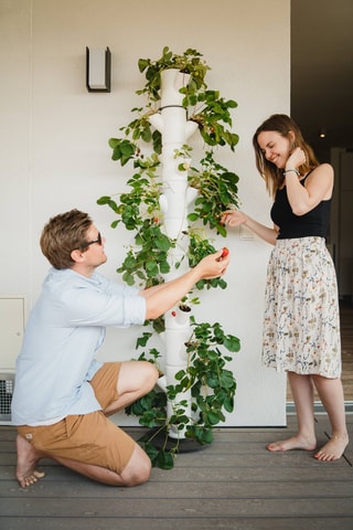 Set Zaaigoed - Aardbeien - 10 hoogtes.