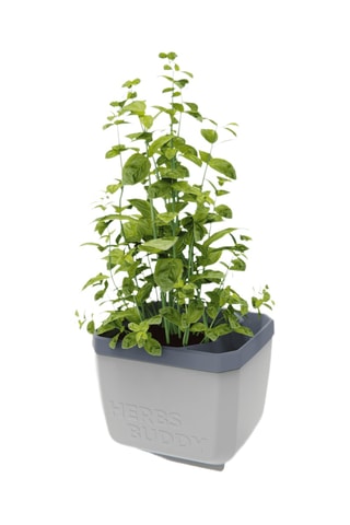 Set Zaaigoed - Aromatische Kruiden