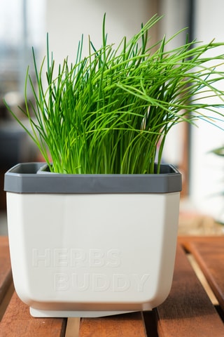 Set Zaaigoed - Aromatische Kruiden